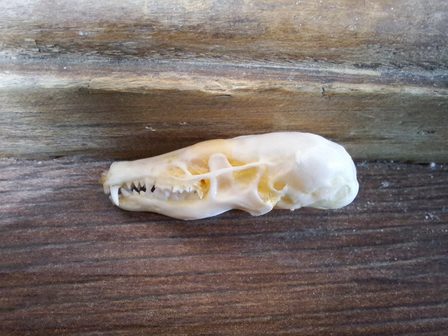 Mole skull and hide set