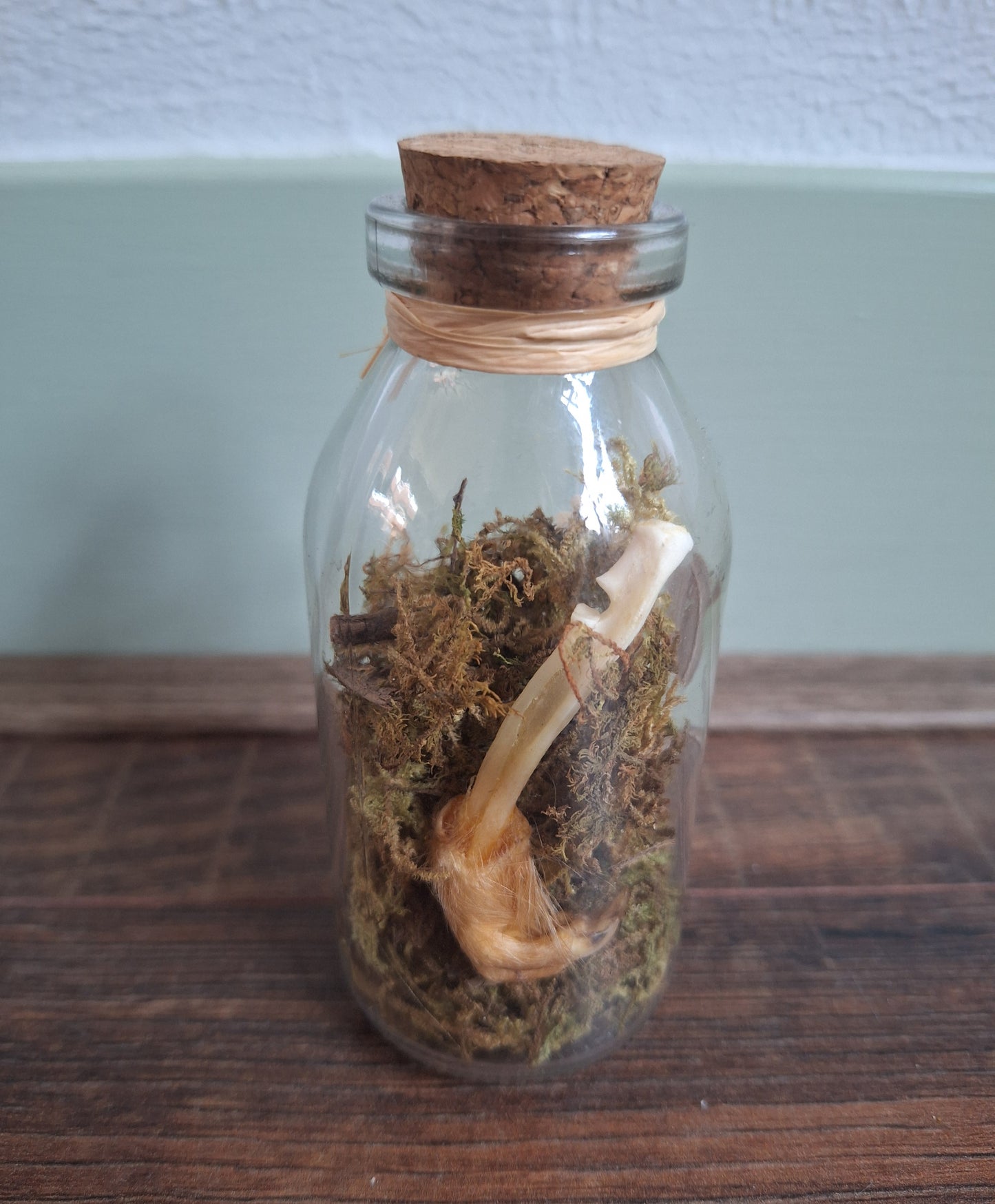 Musk rat legs in glass bottle