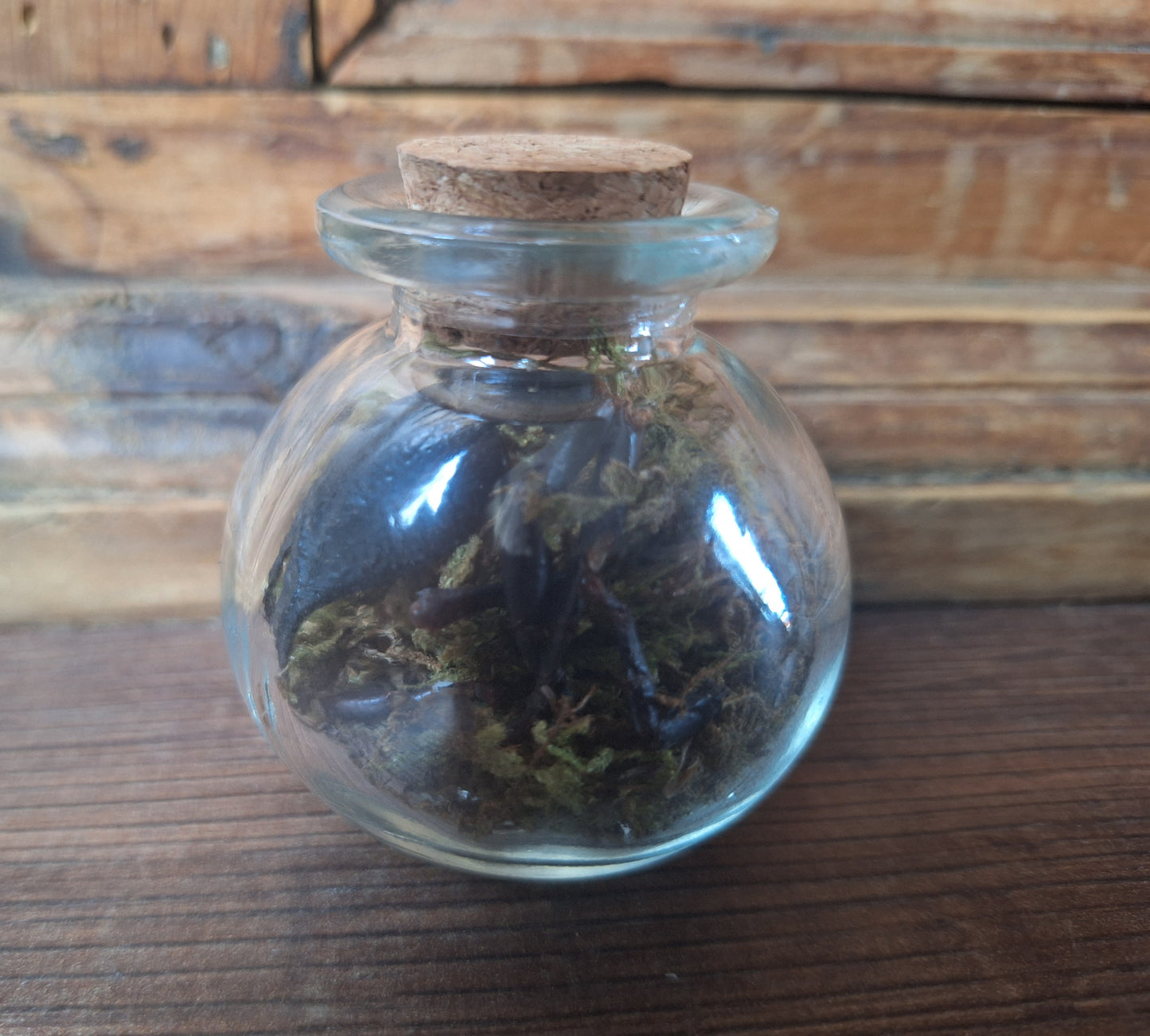 Scorpion claws in glass jar