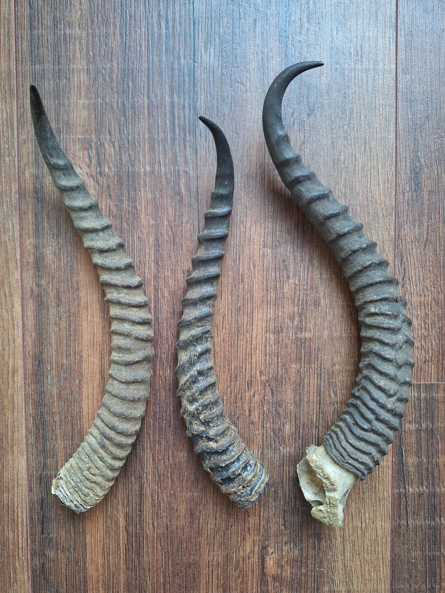 Dorcas gazelle horns, single