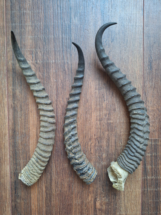 Dorcas gazelle horns, single