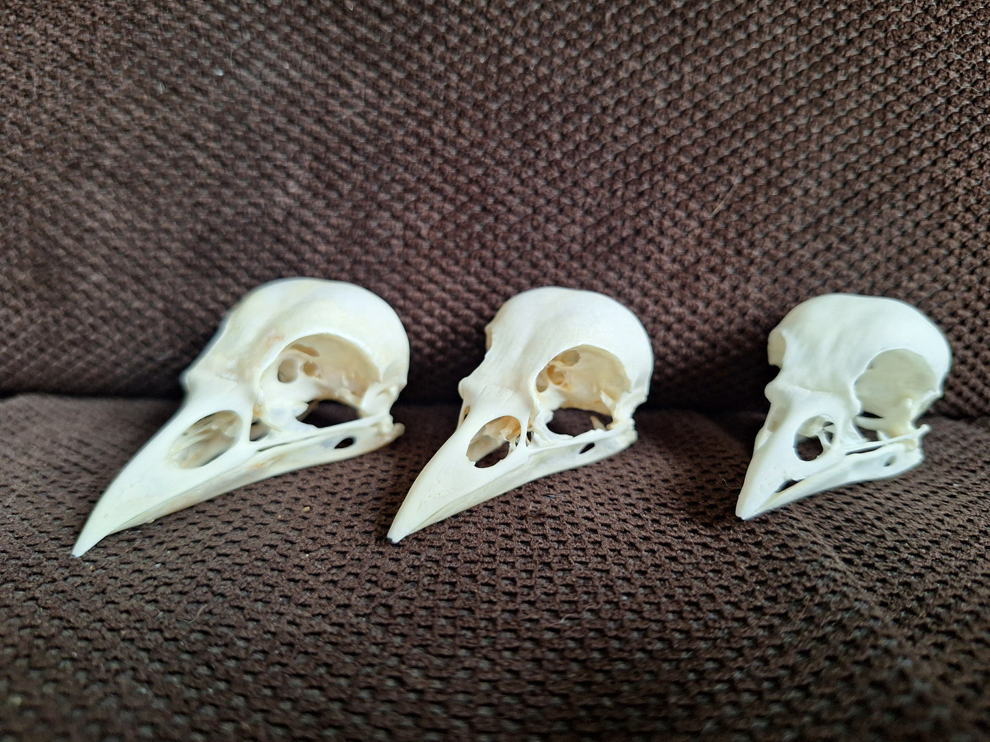Jackdaw skull