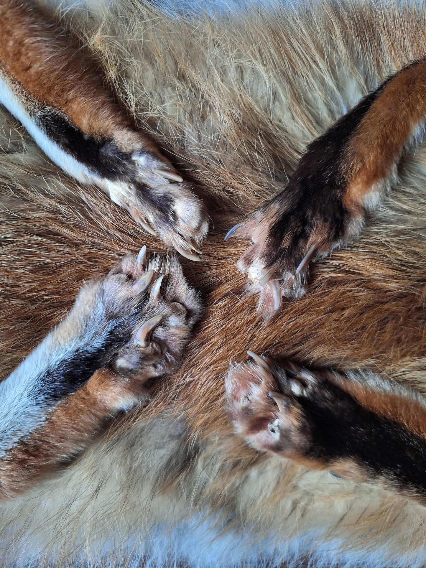Red fox hide #28, B-quality