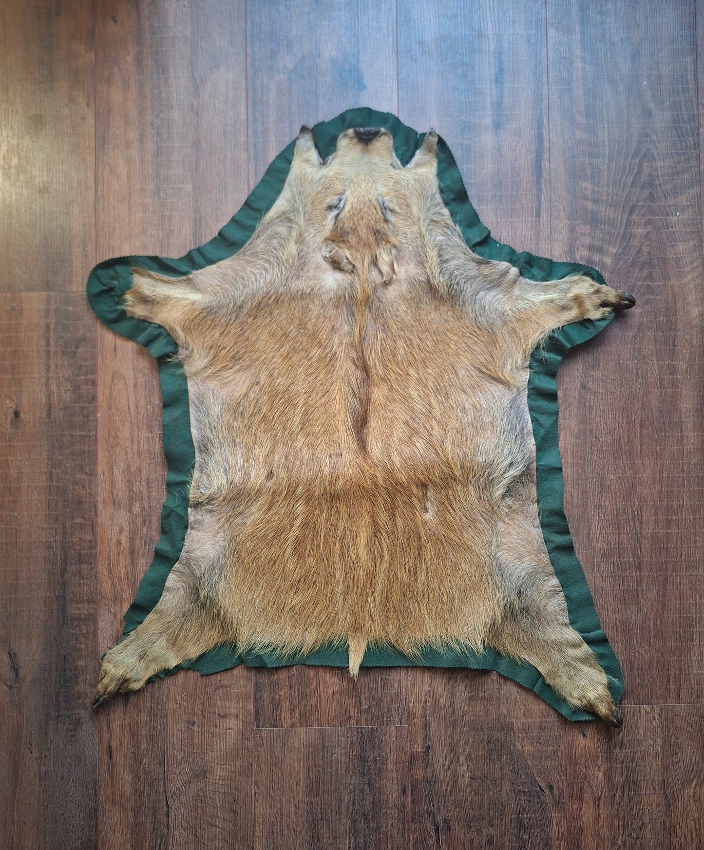Vintage wild boar hide preparation