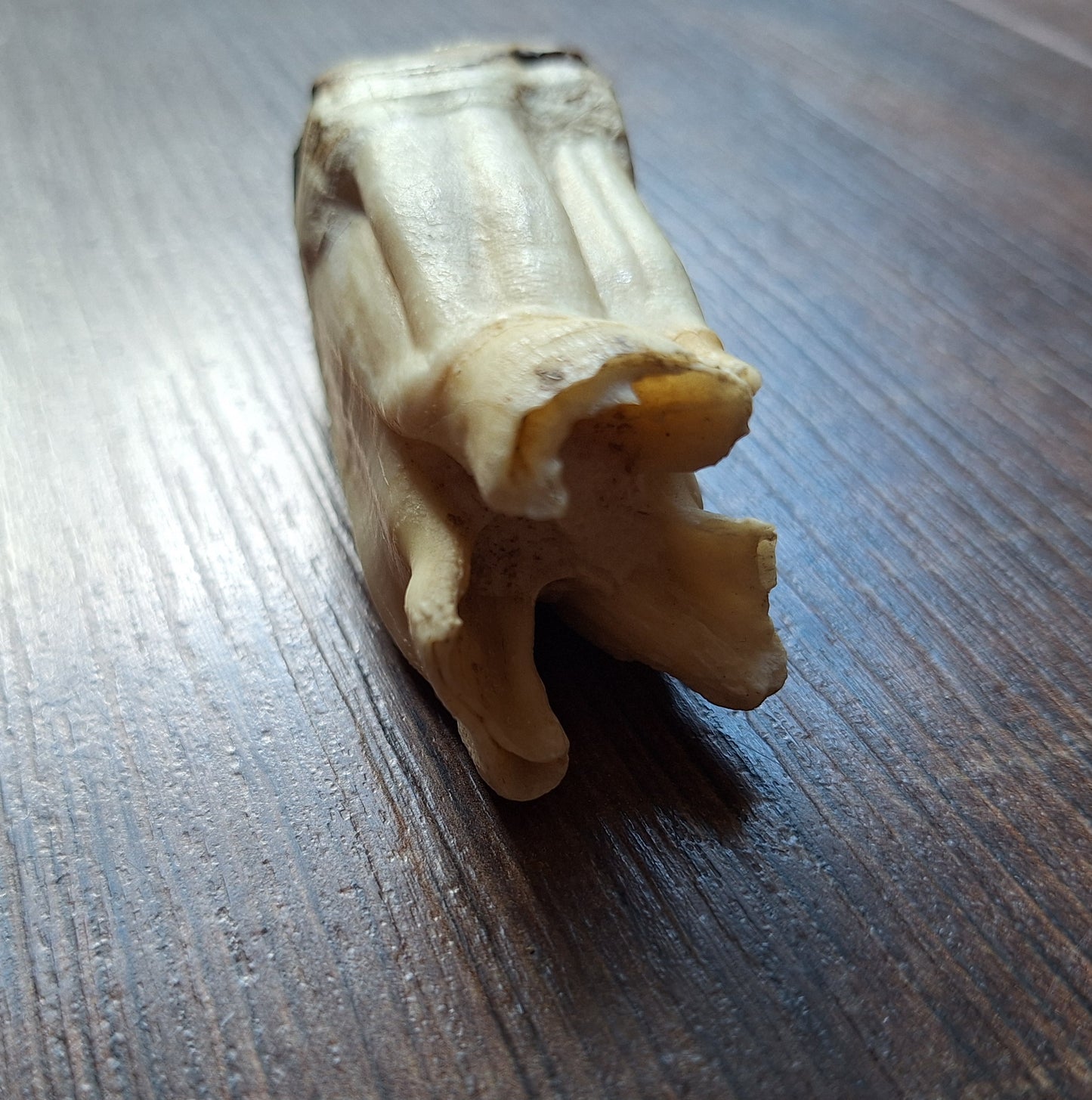 Cow tooth