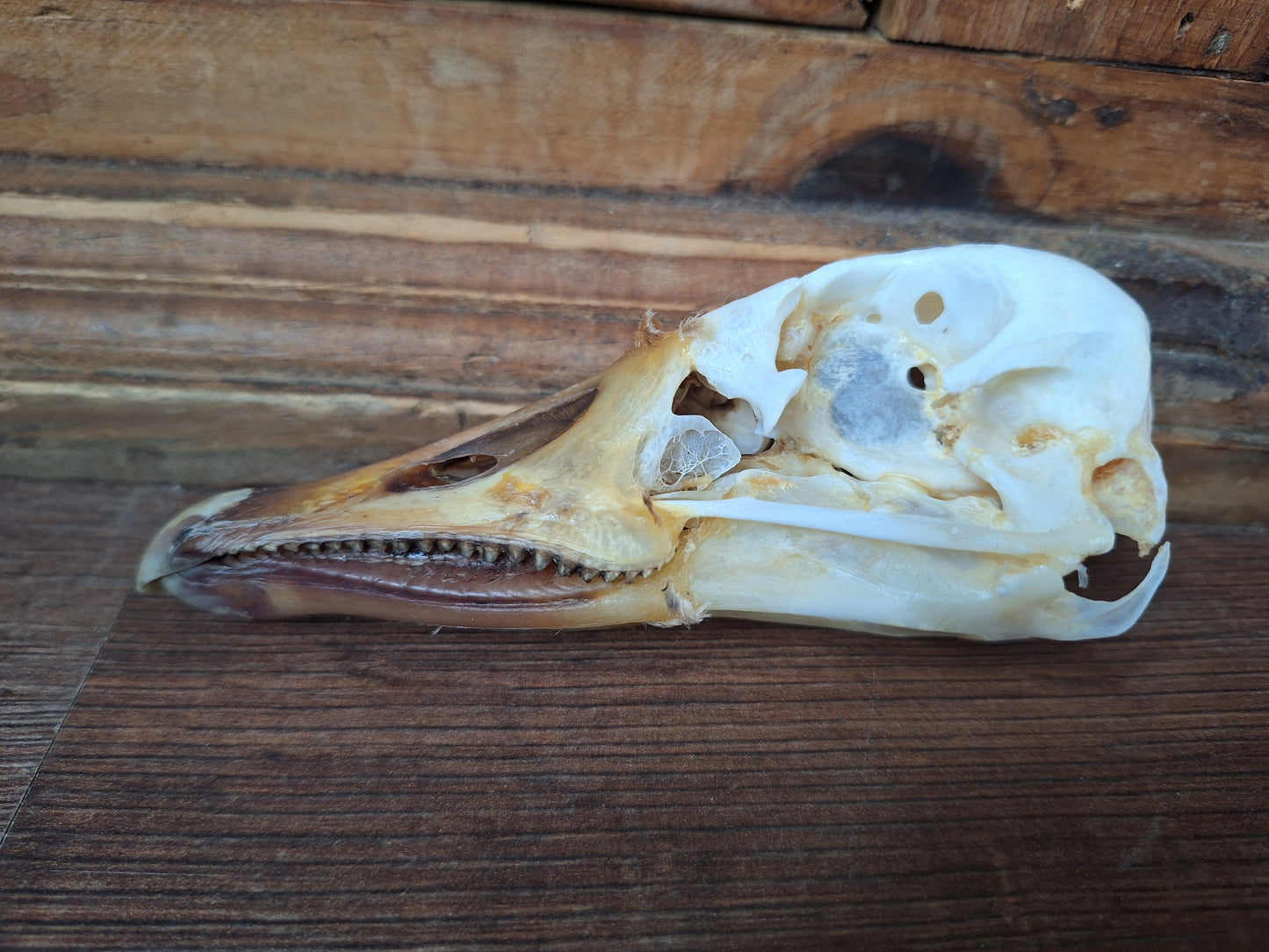 Grey goose skull