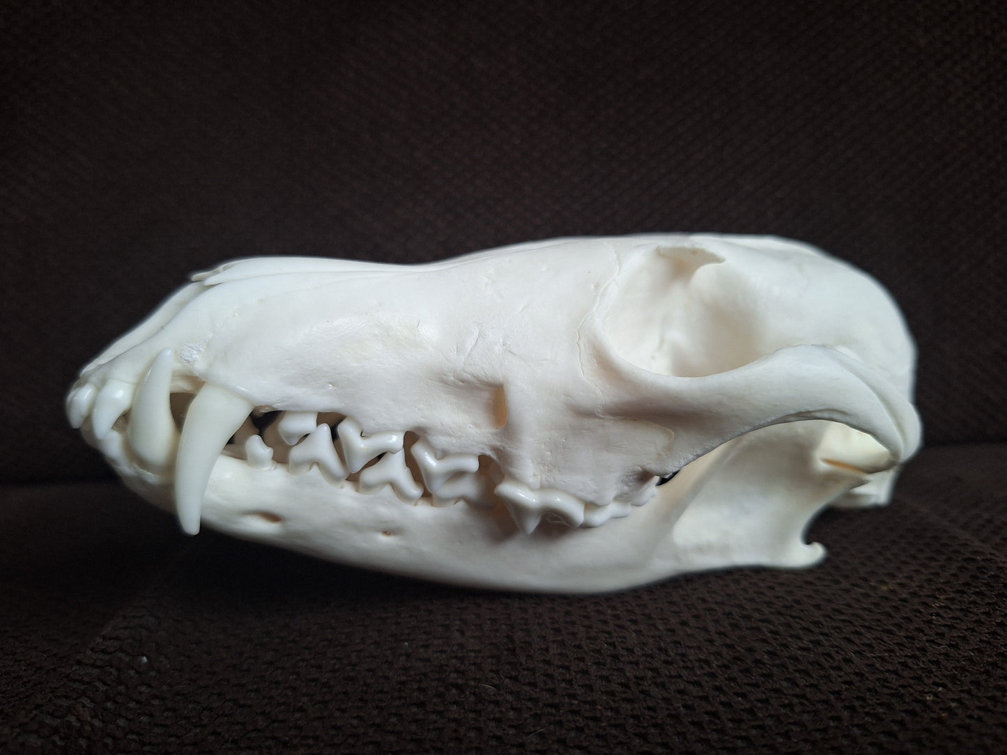 Fox skull #26