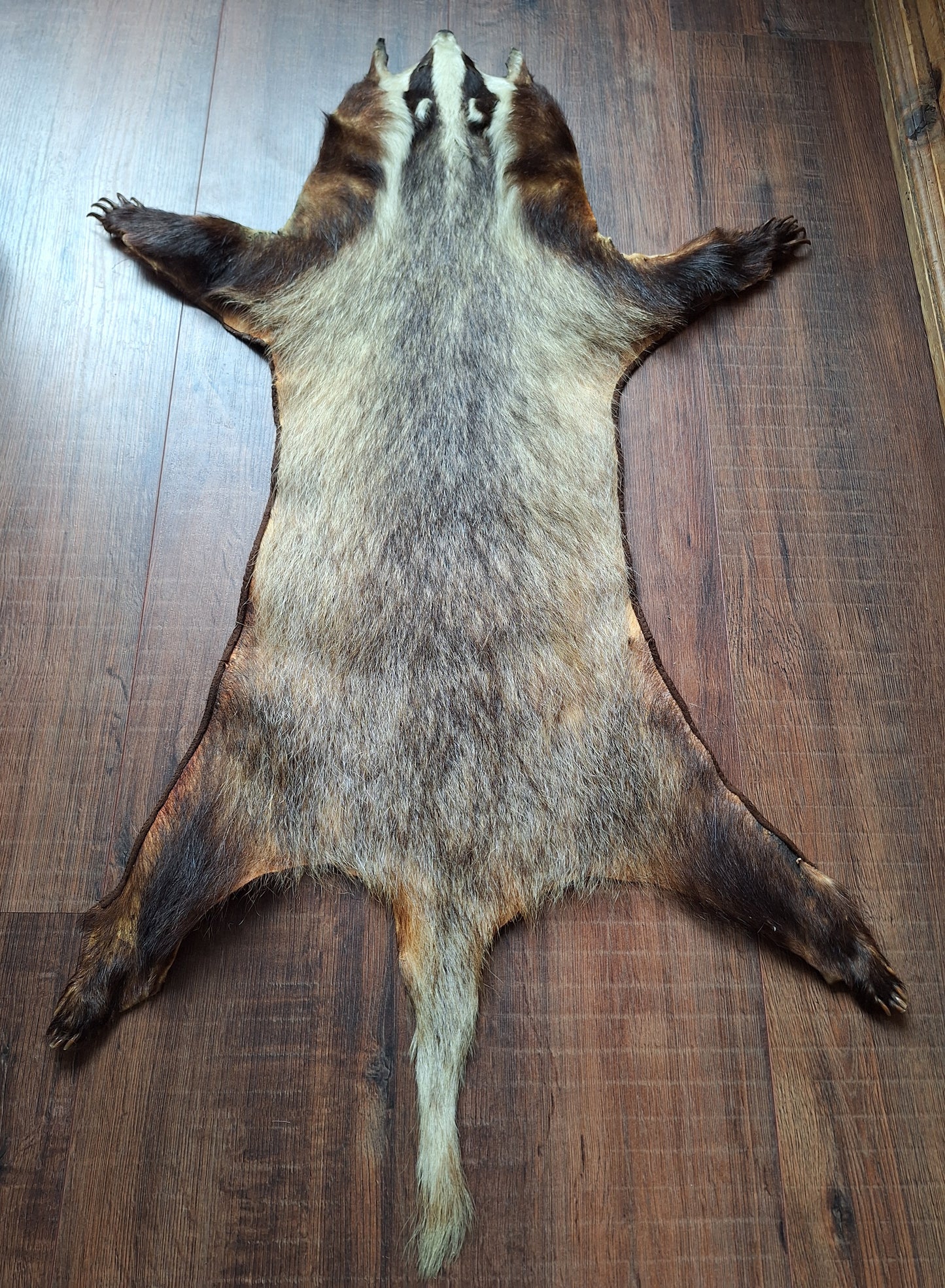 Badger hide #7