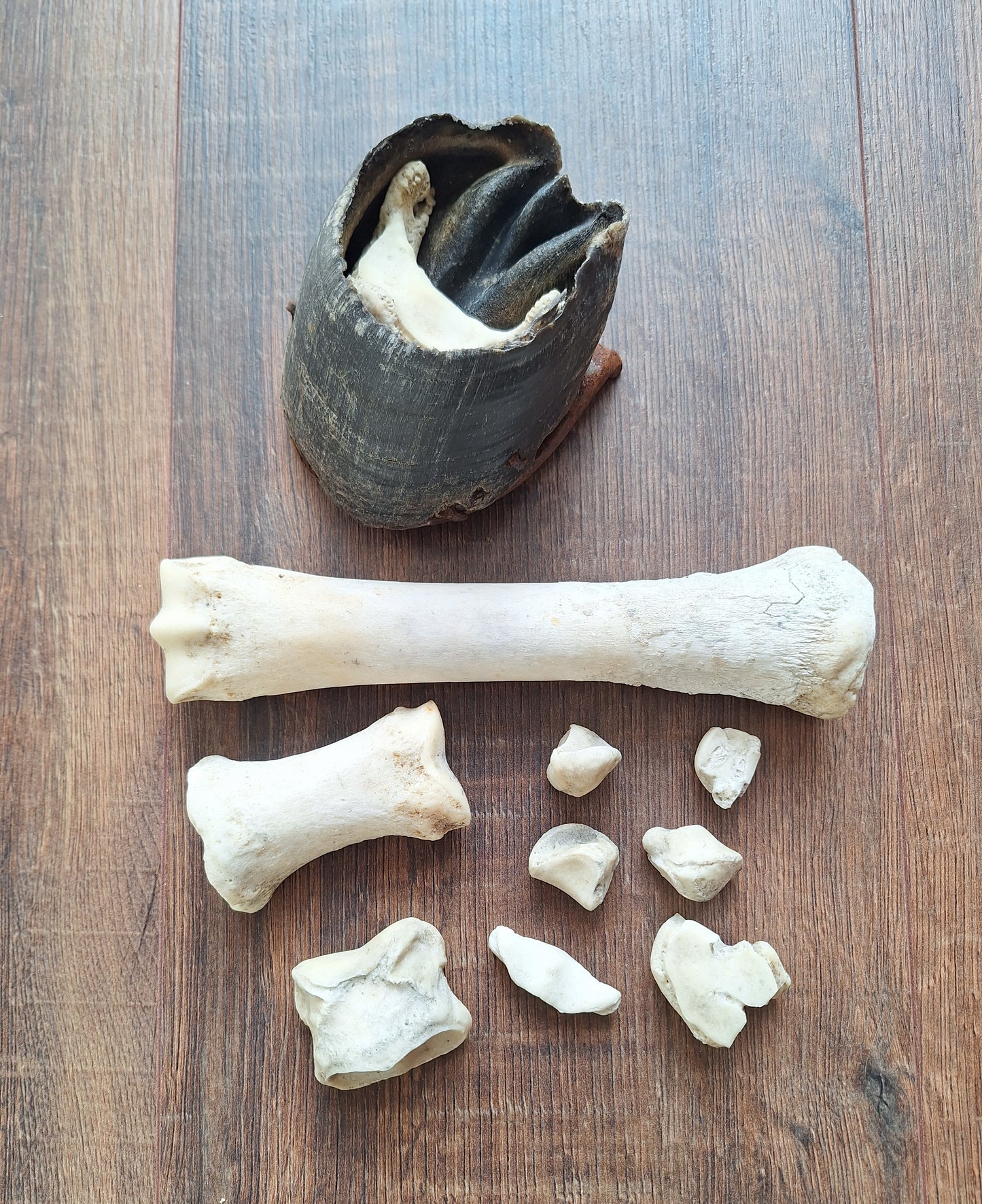 Horse lower leg bone sets