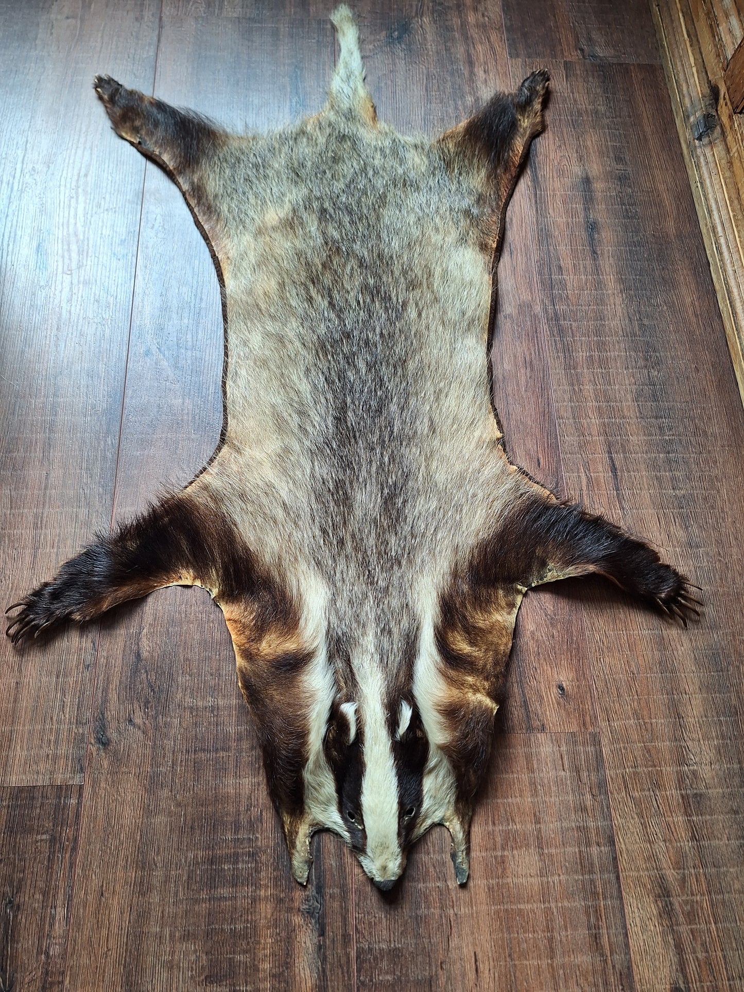 Badger hide #7