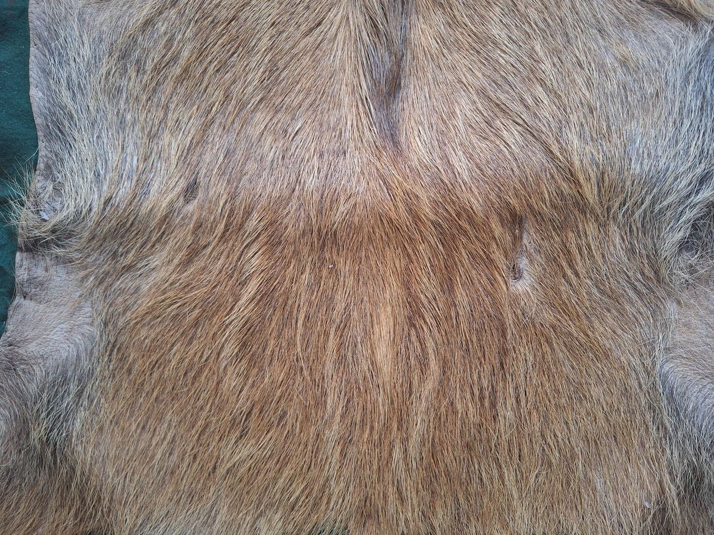 Vintage wild boar hide preparation