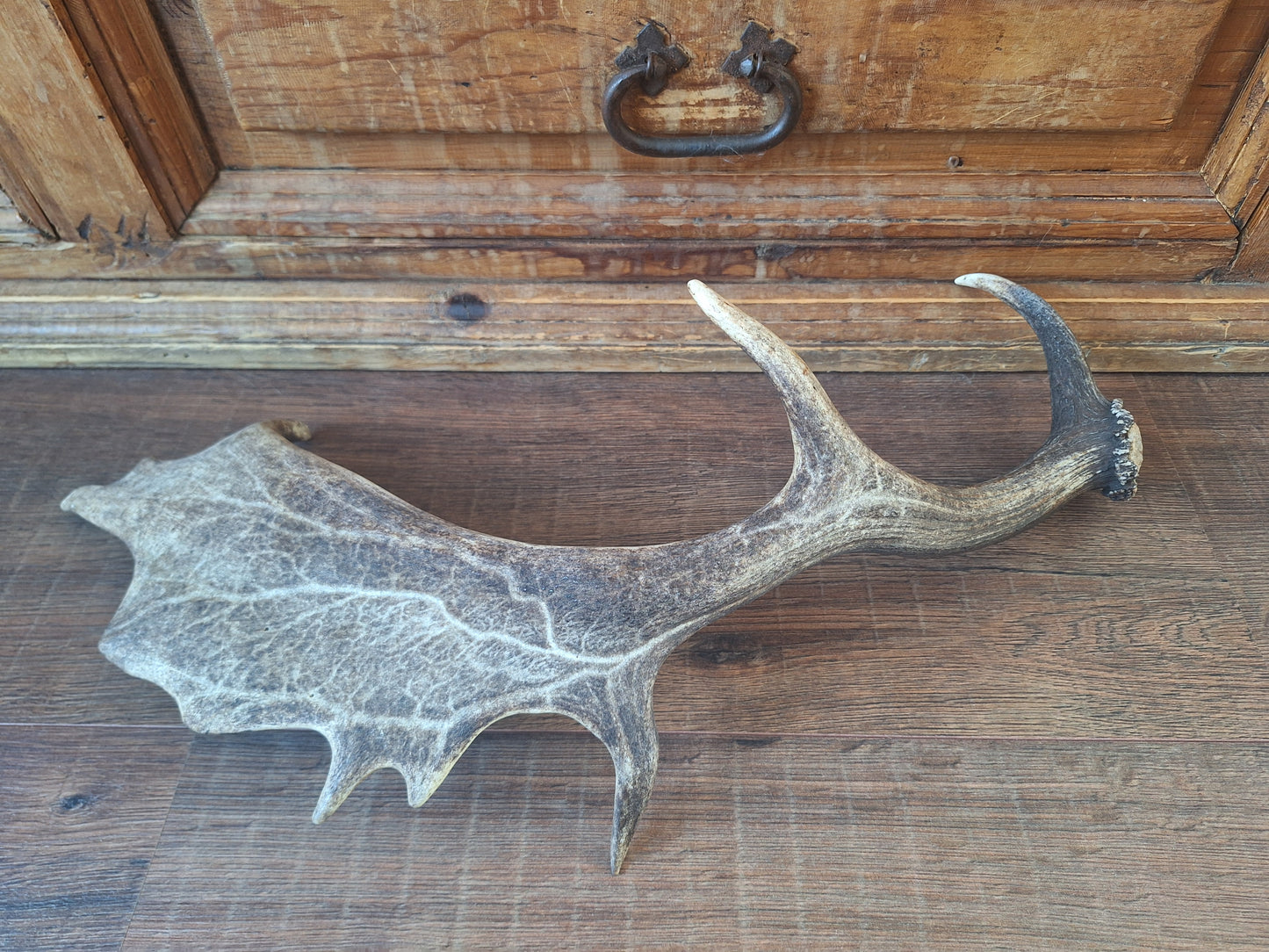 Fallow deer antler, single #13