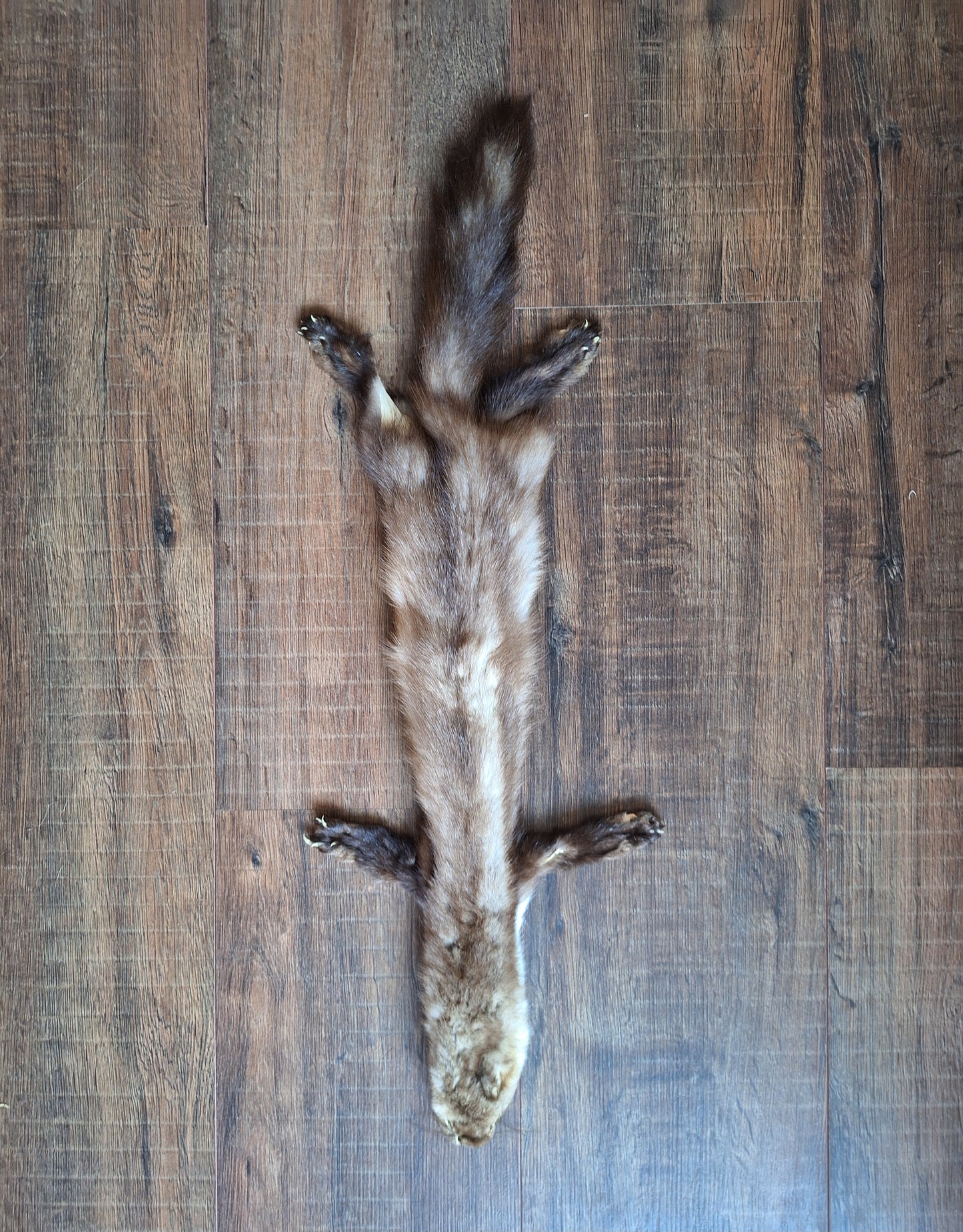 Stone marten hide #3