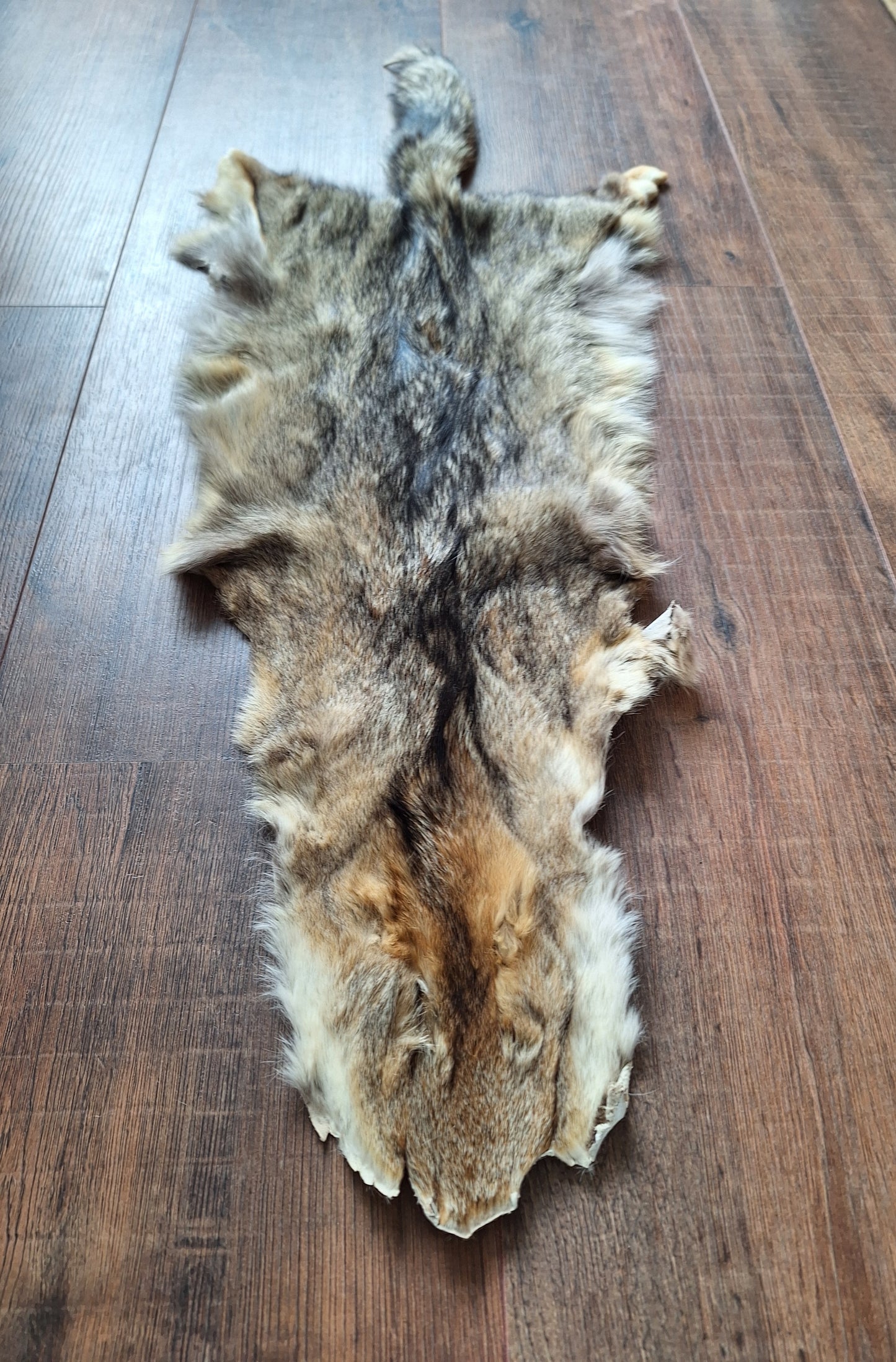 Cape fox hide #1