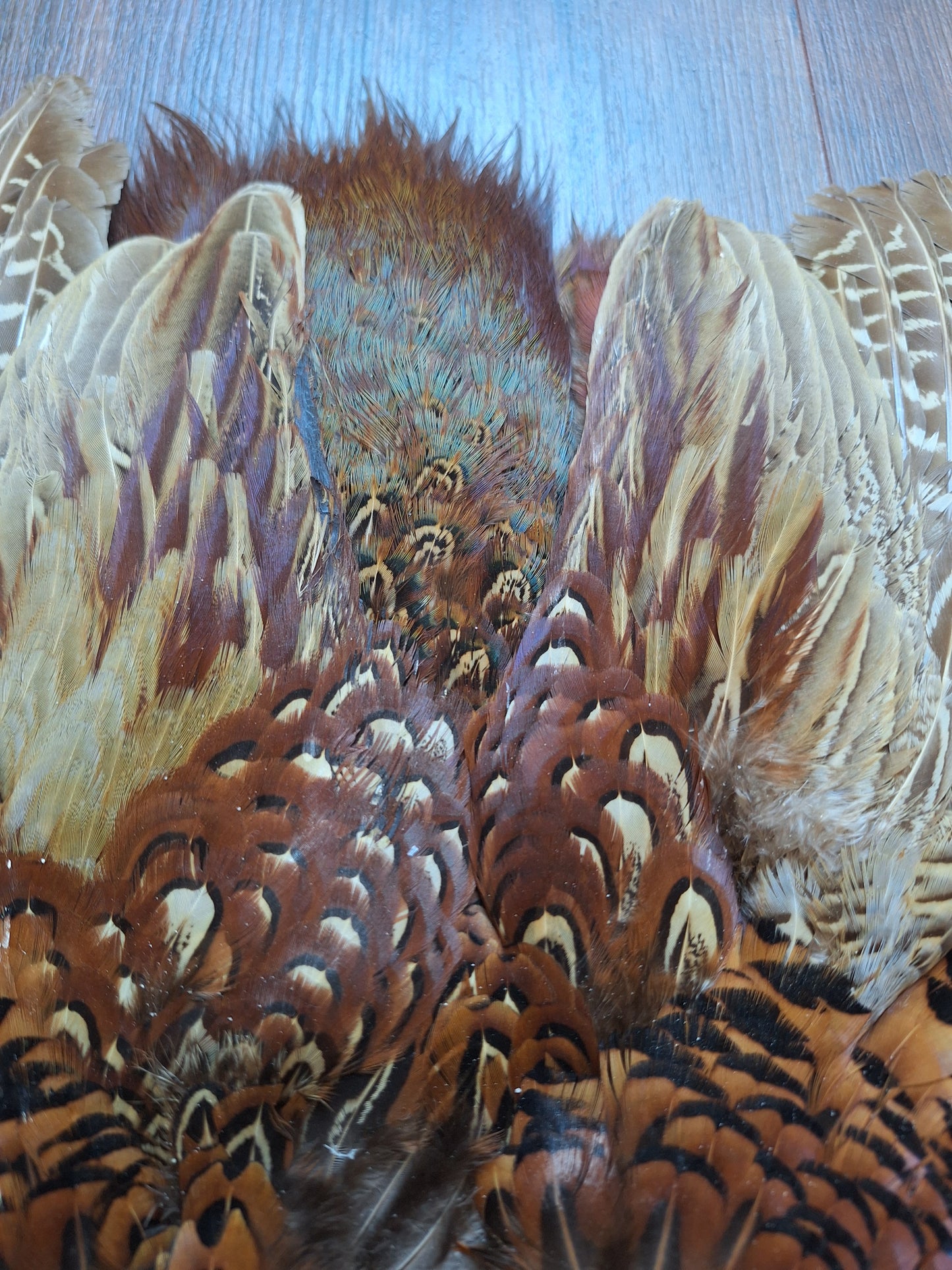 Pheasant skin