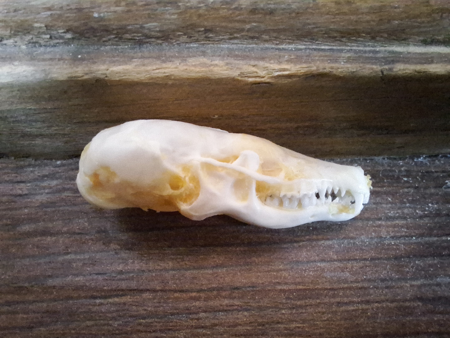 Mole skull and hide set