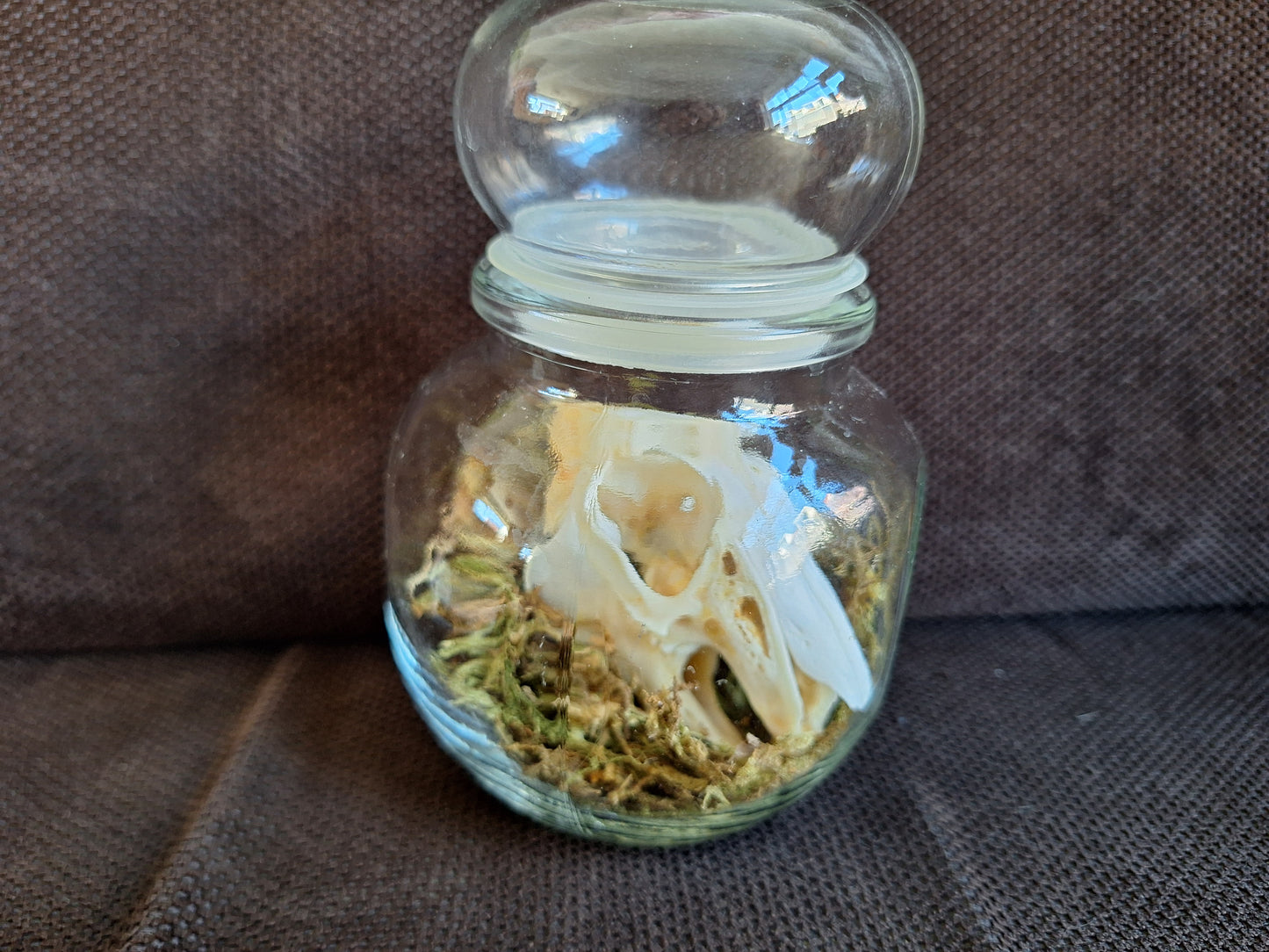 Rabbit skull in glass jar