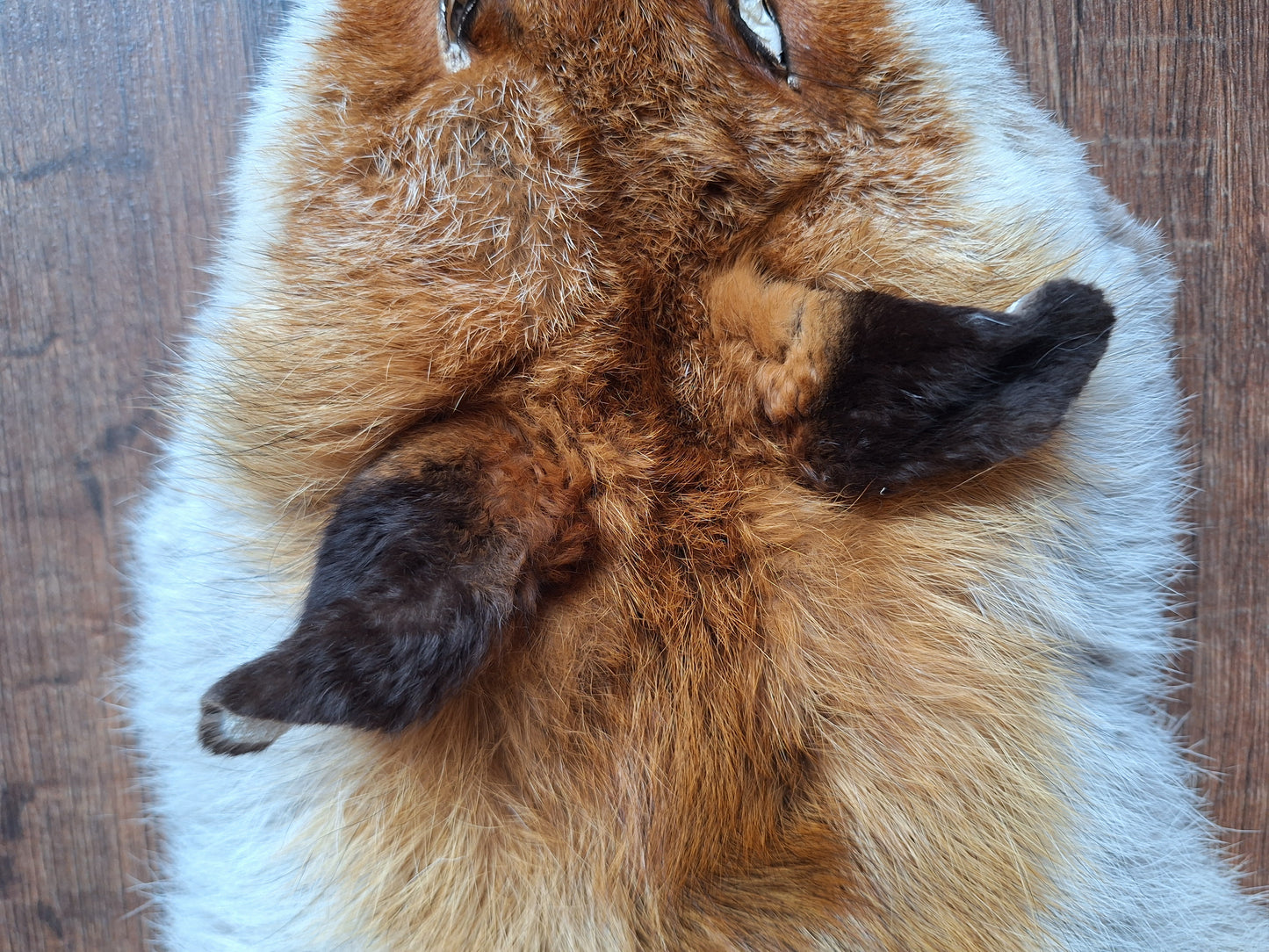 Red fox hide #21