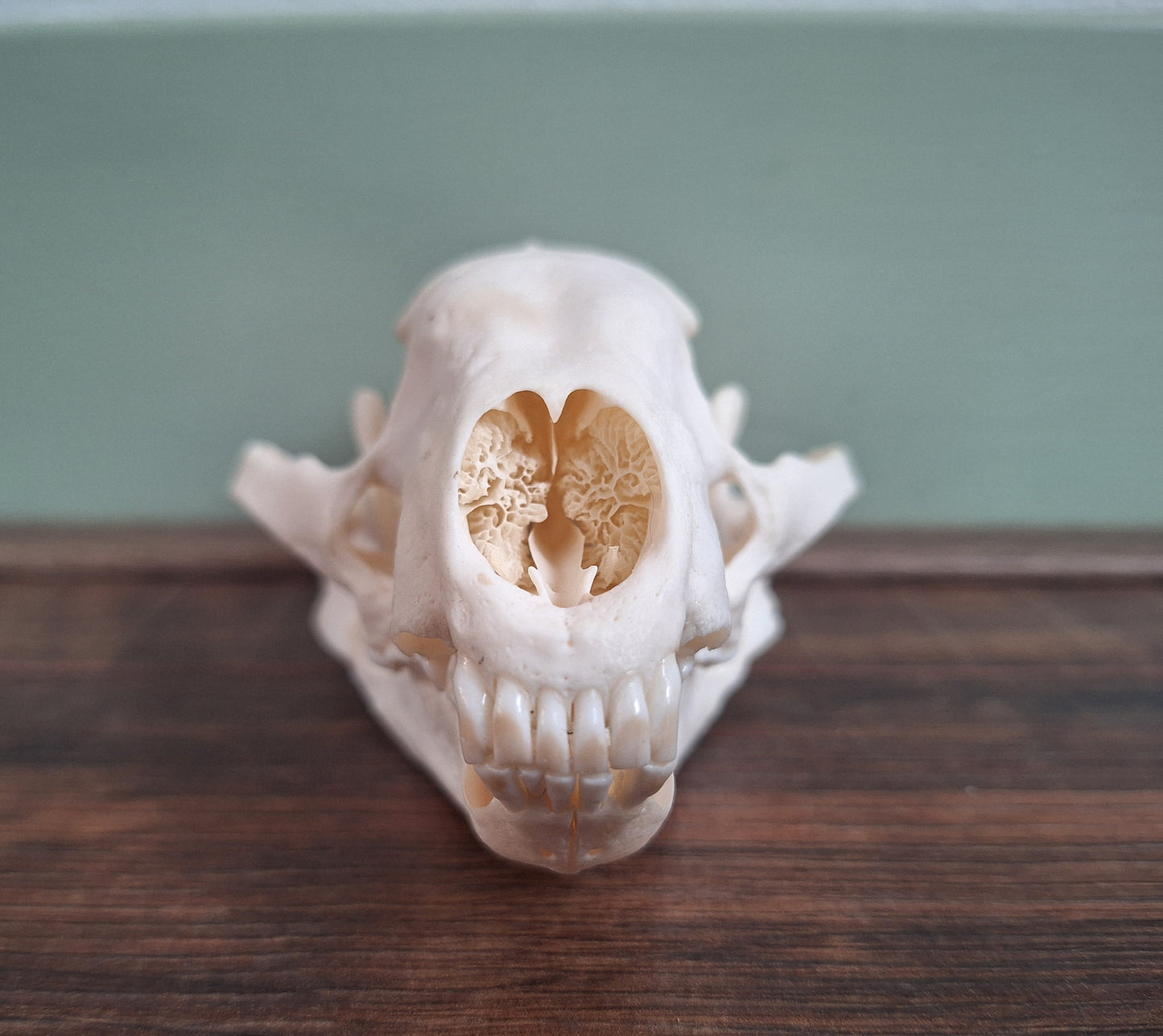 Badger skull #4, B-quality