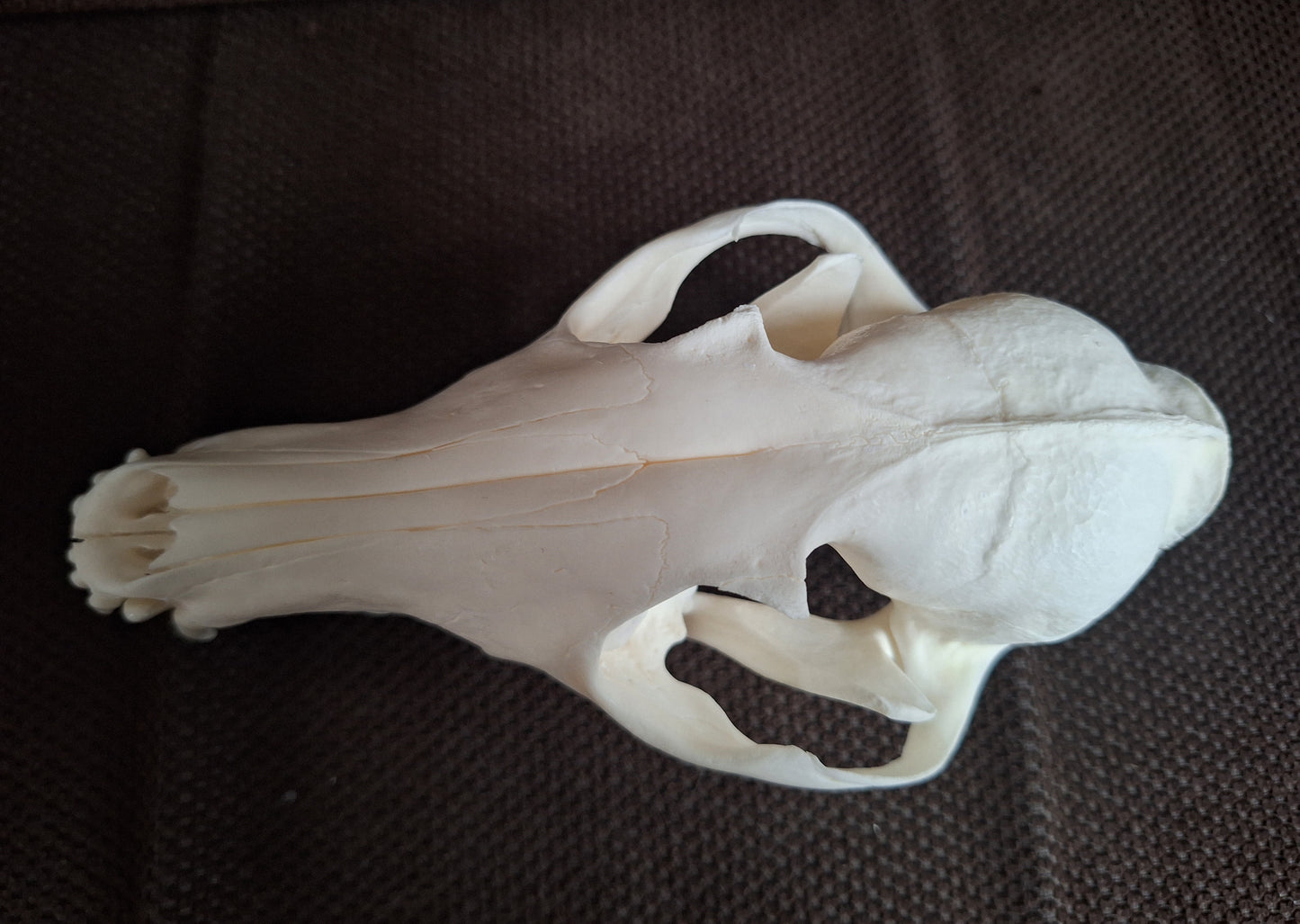 Fox skull #26