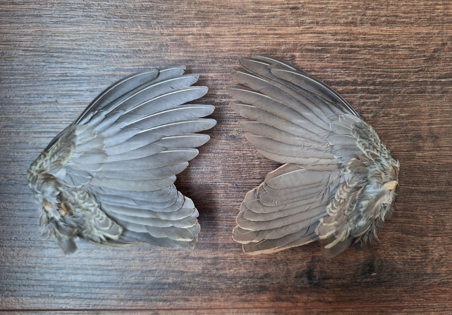 Quail set of wings