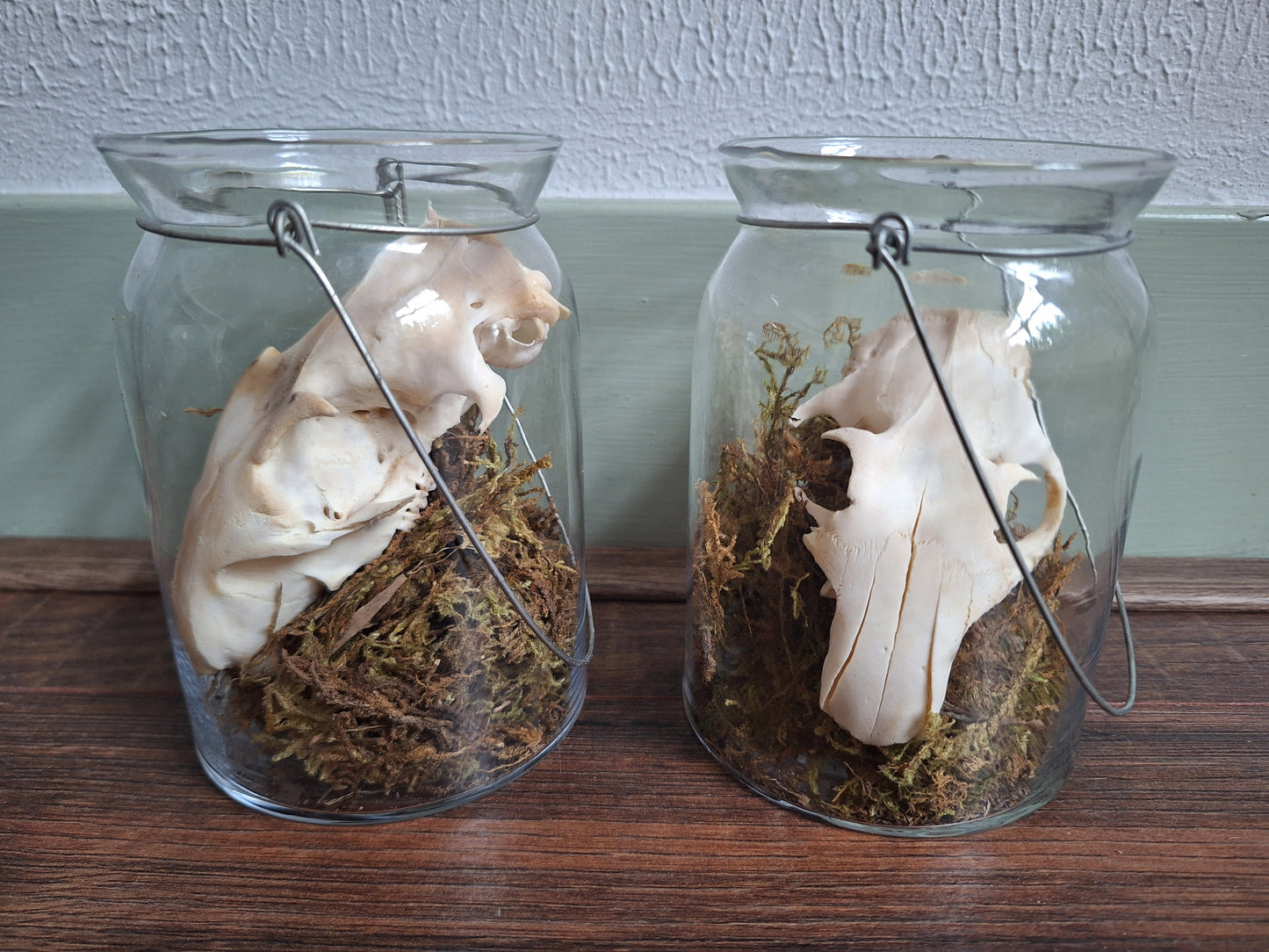 Alpine marmot upper skull, B-quality, in glass jar