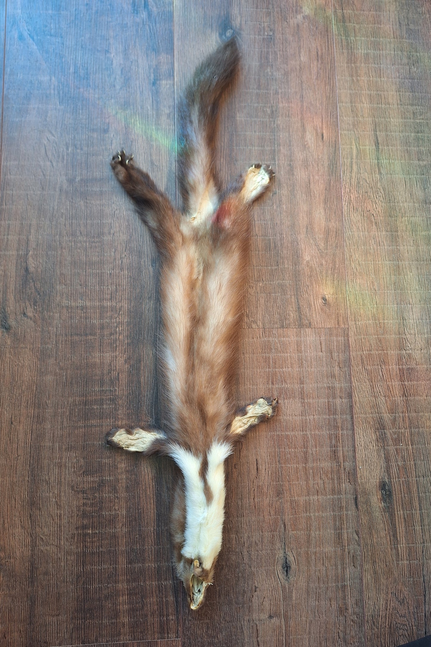 Stone marten hide #4