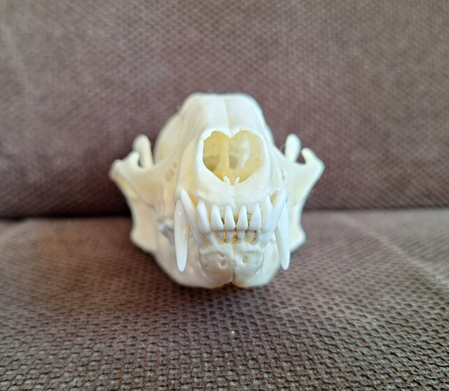 Raccoon skull #2