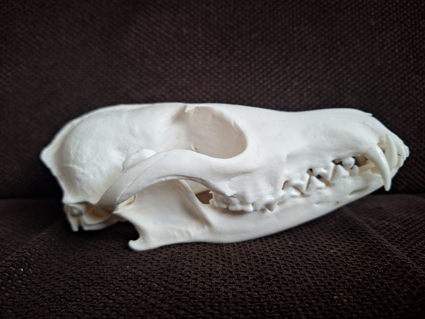 Fox skull #26