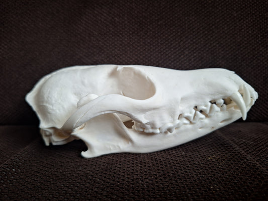 Fox skull #26
