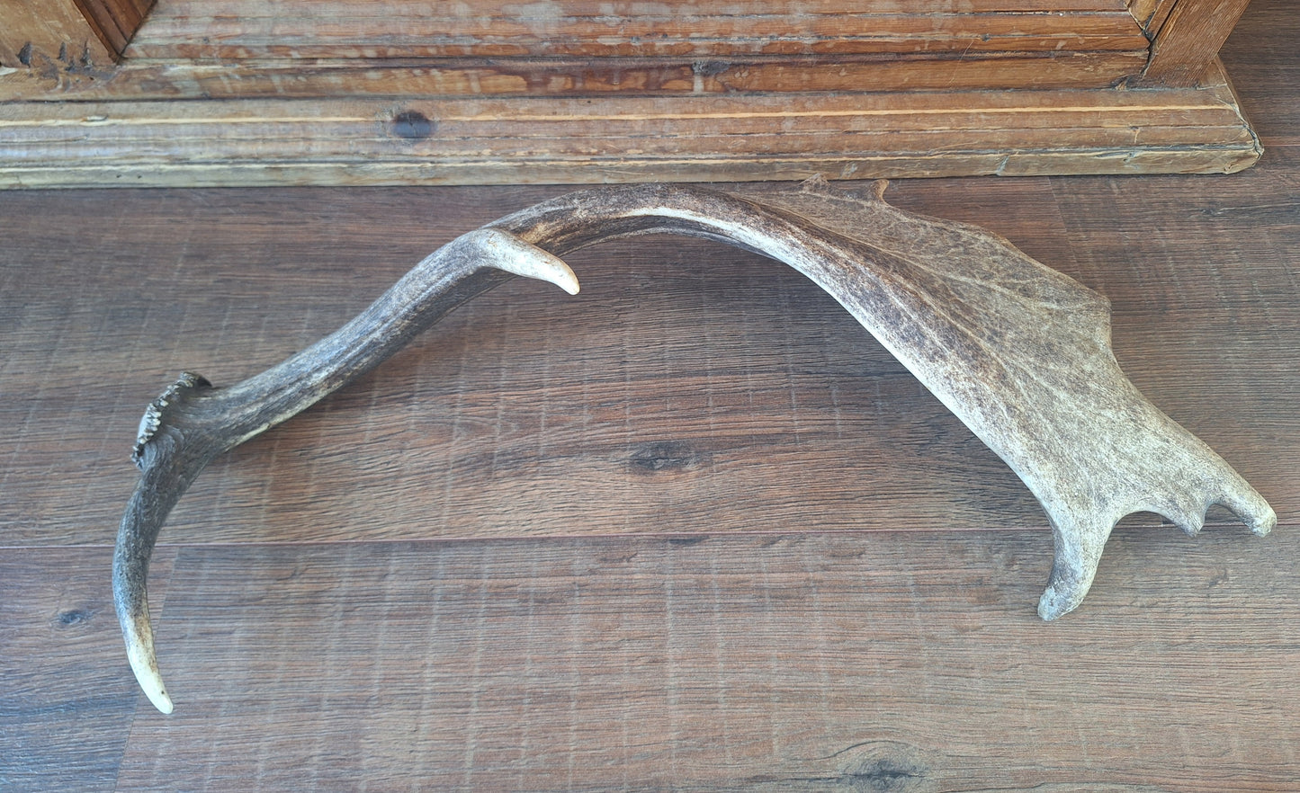Fallow deer antler, single #13