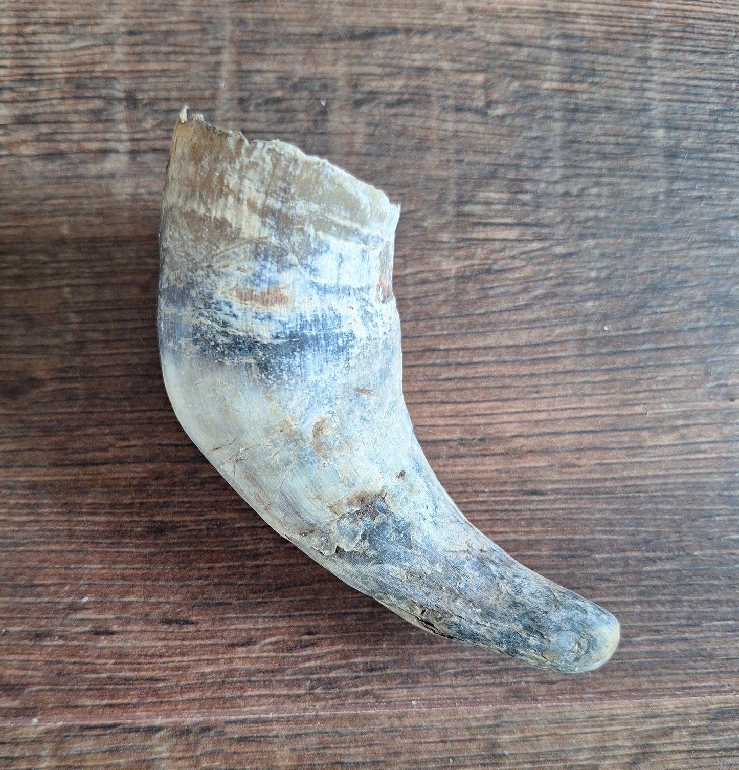 Cow horns