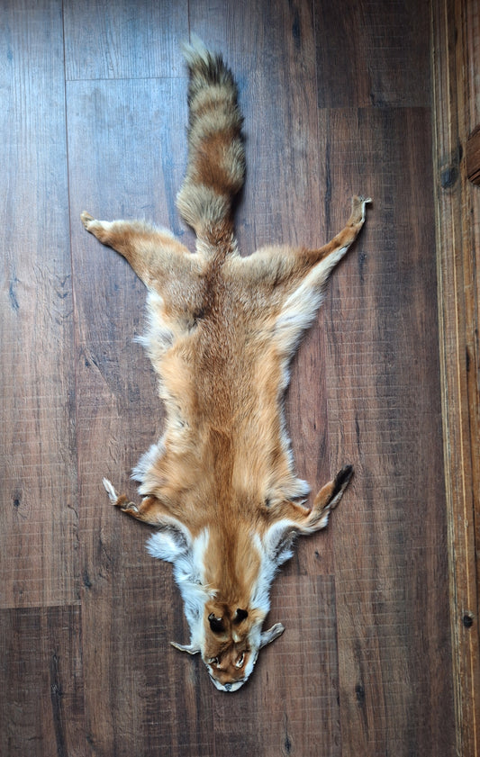 Red fox hide #31