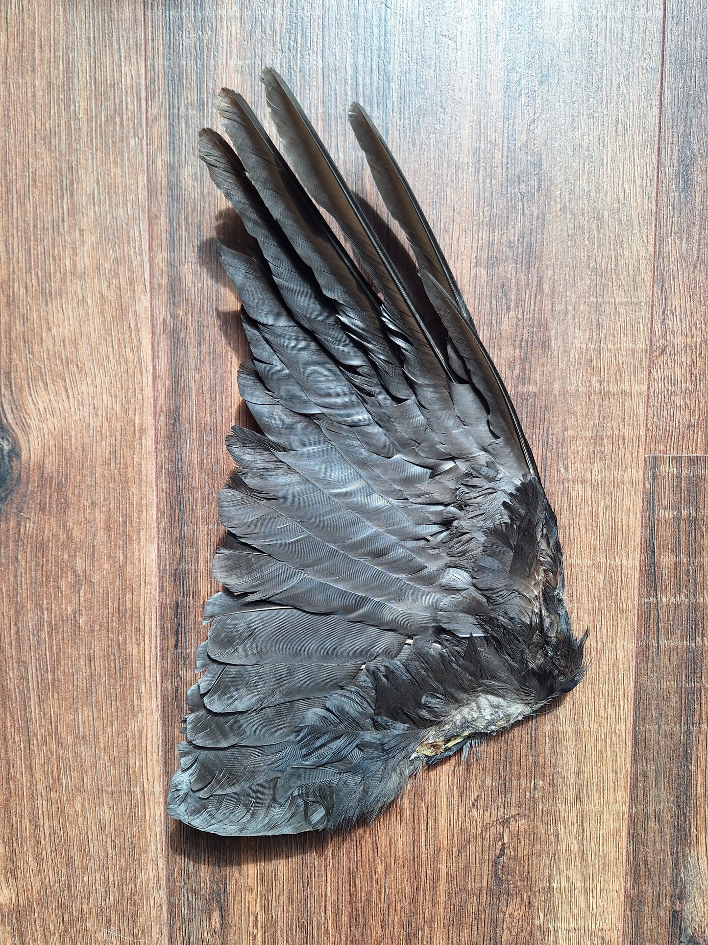 Crow single wing #53