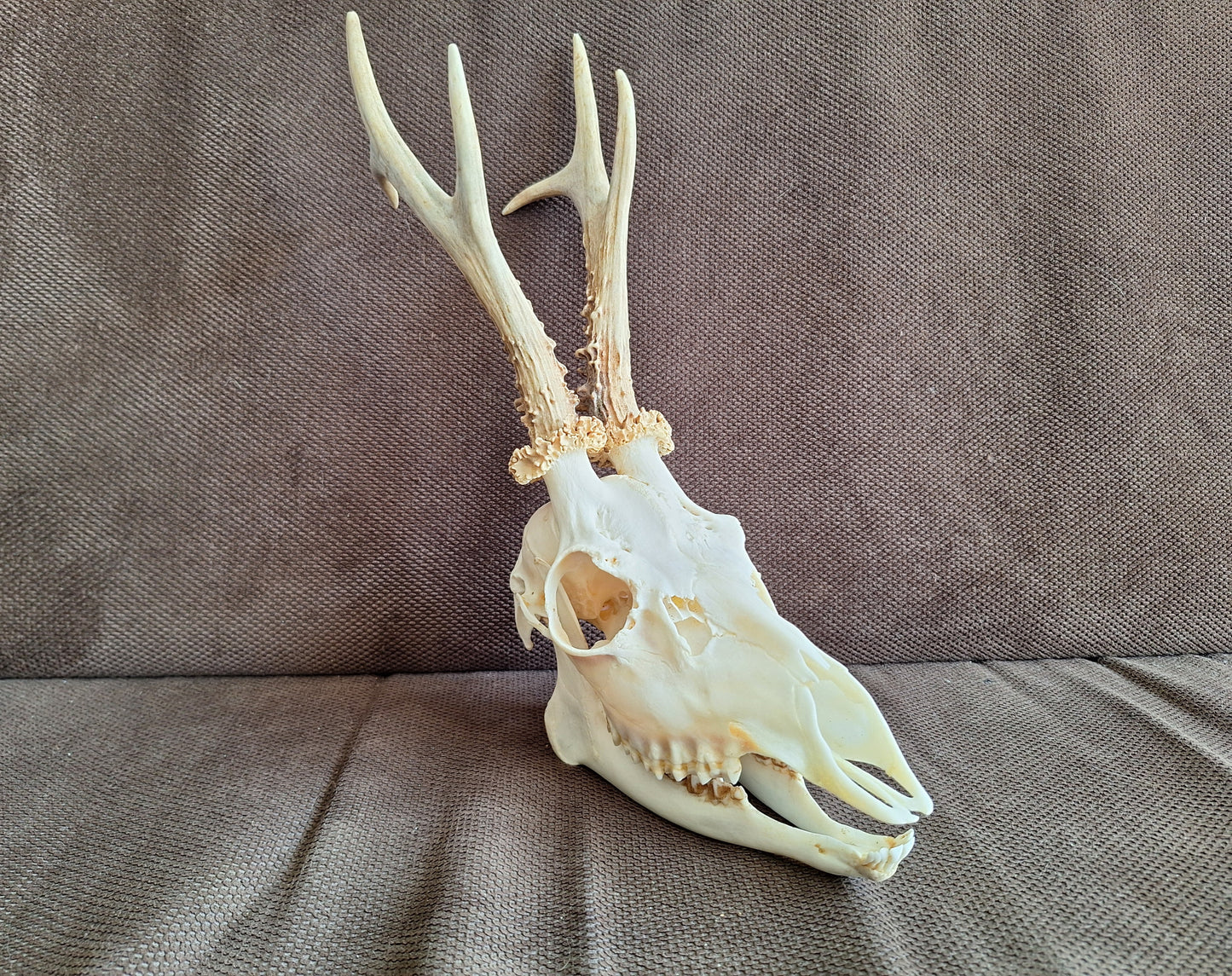 Roe buck skull #4