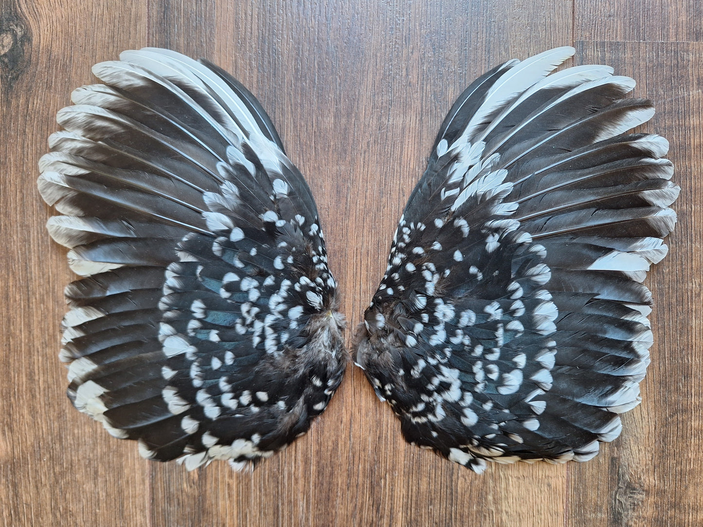Chicken set of wings