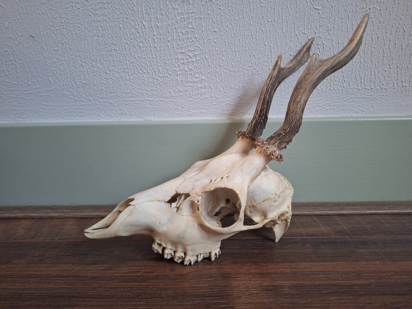 Roe buck upper skull #15