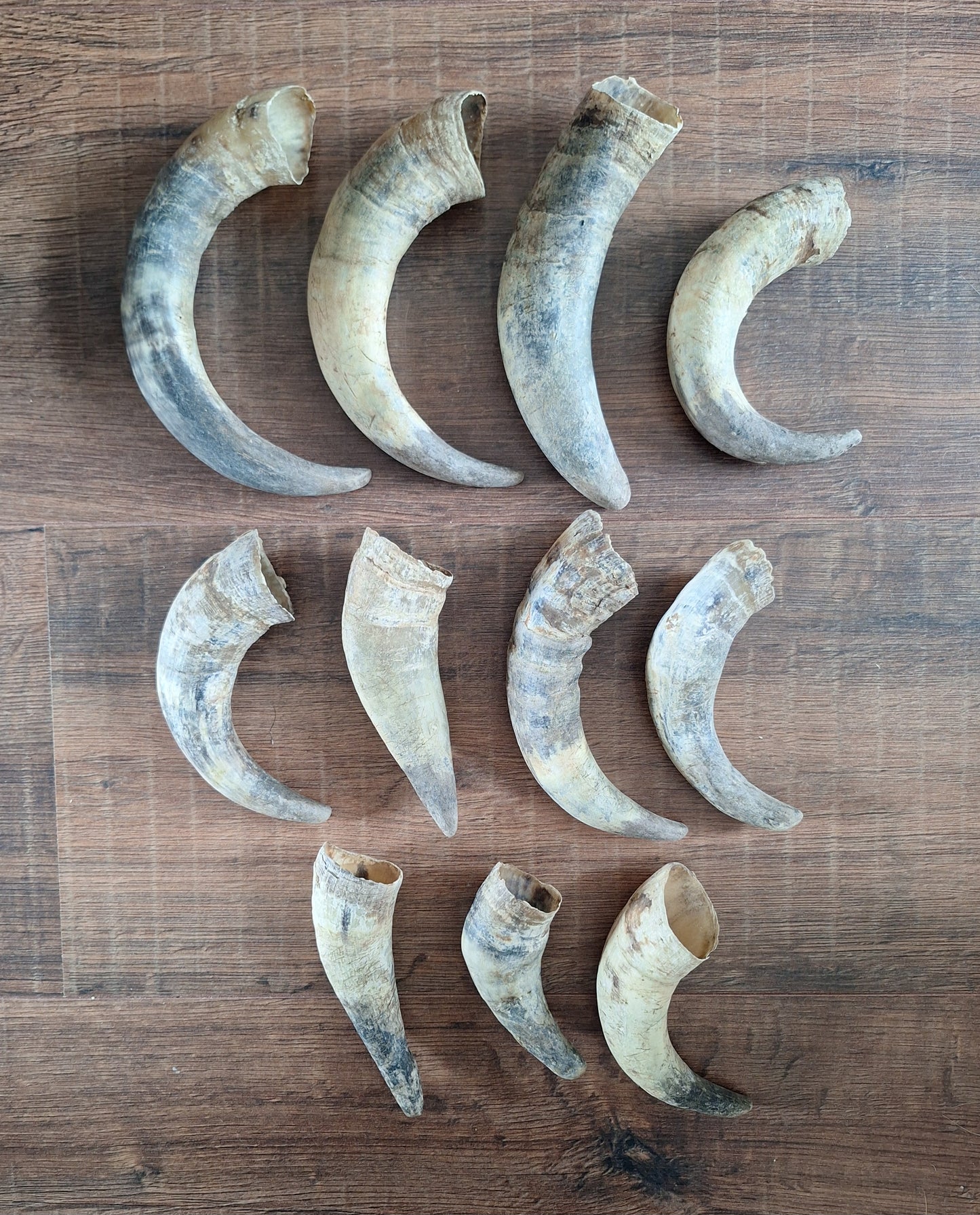 Cow horns
