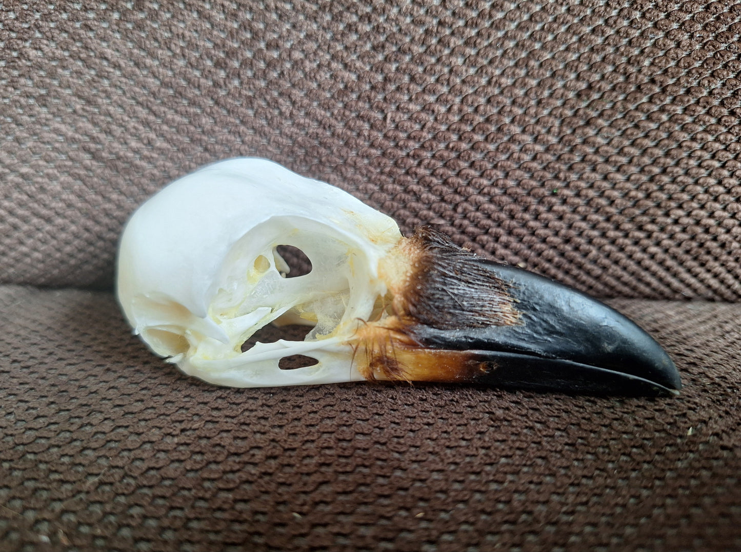 Crow skull #35
