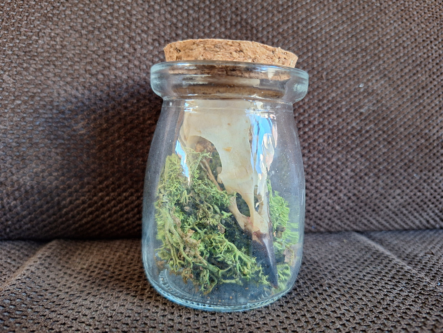 Jackdaw skull in glass jar