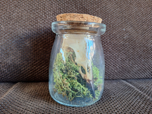 Jackdaw skull in glass jar