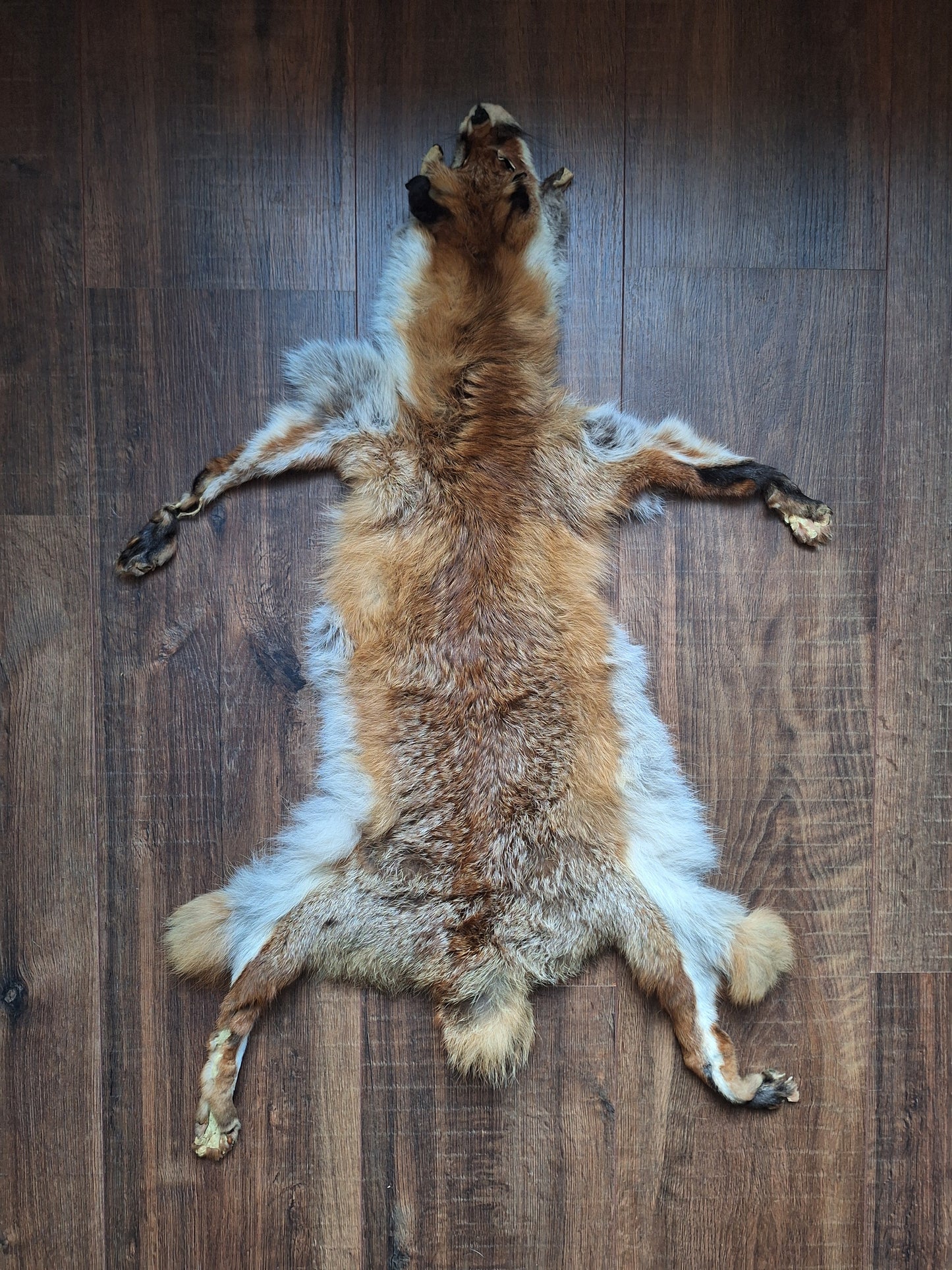 Red fox hide #32, B-quality