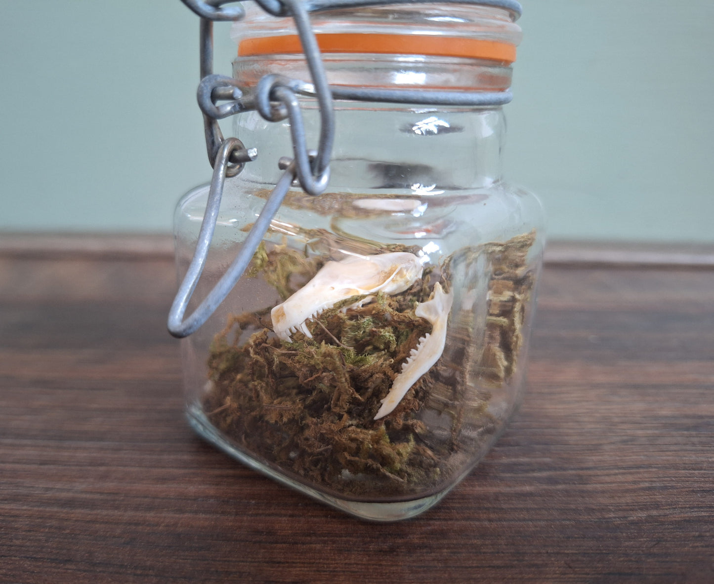 Mole skull in glass jar