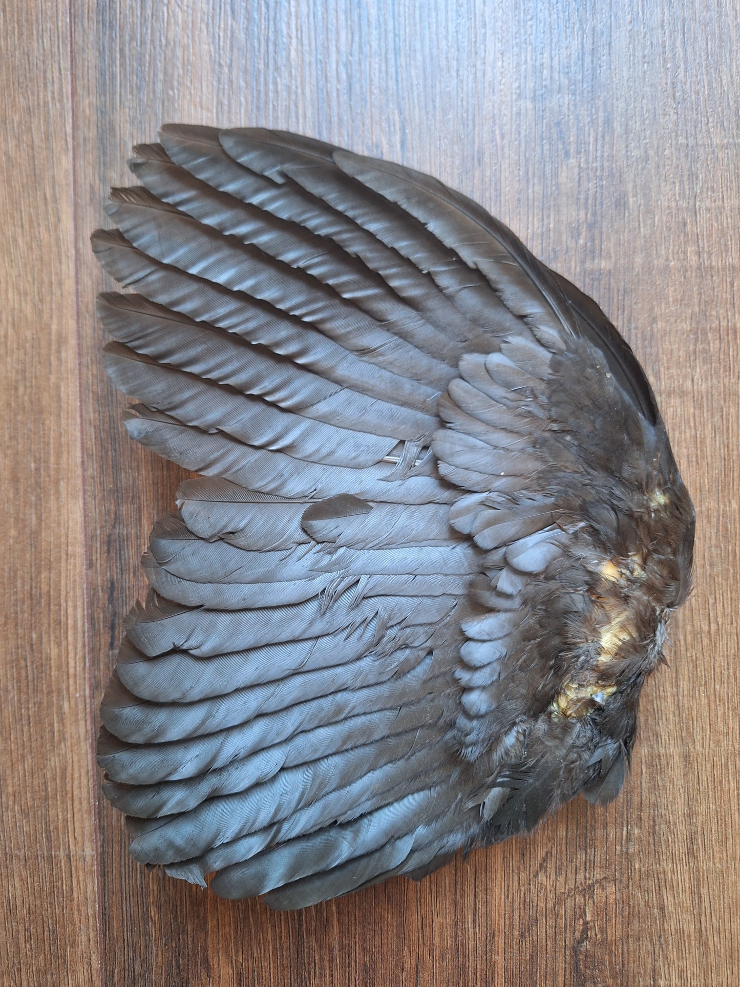 Rooster wing