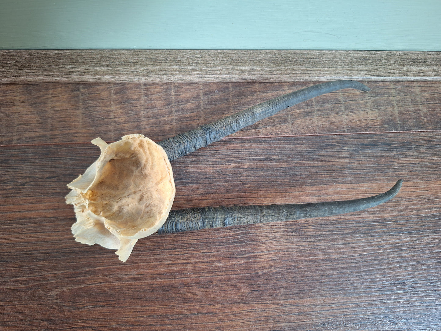 Dorcas gazelle skull cap