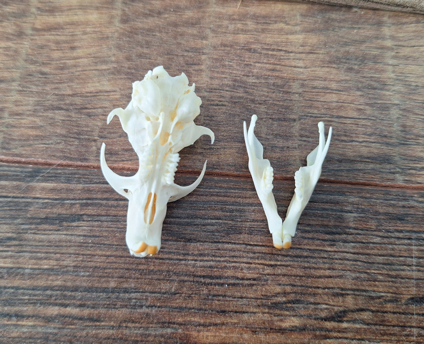 Gold hamster skull