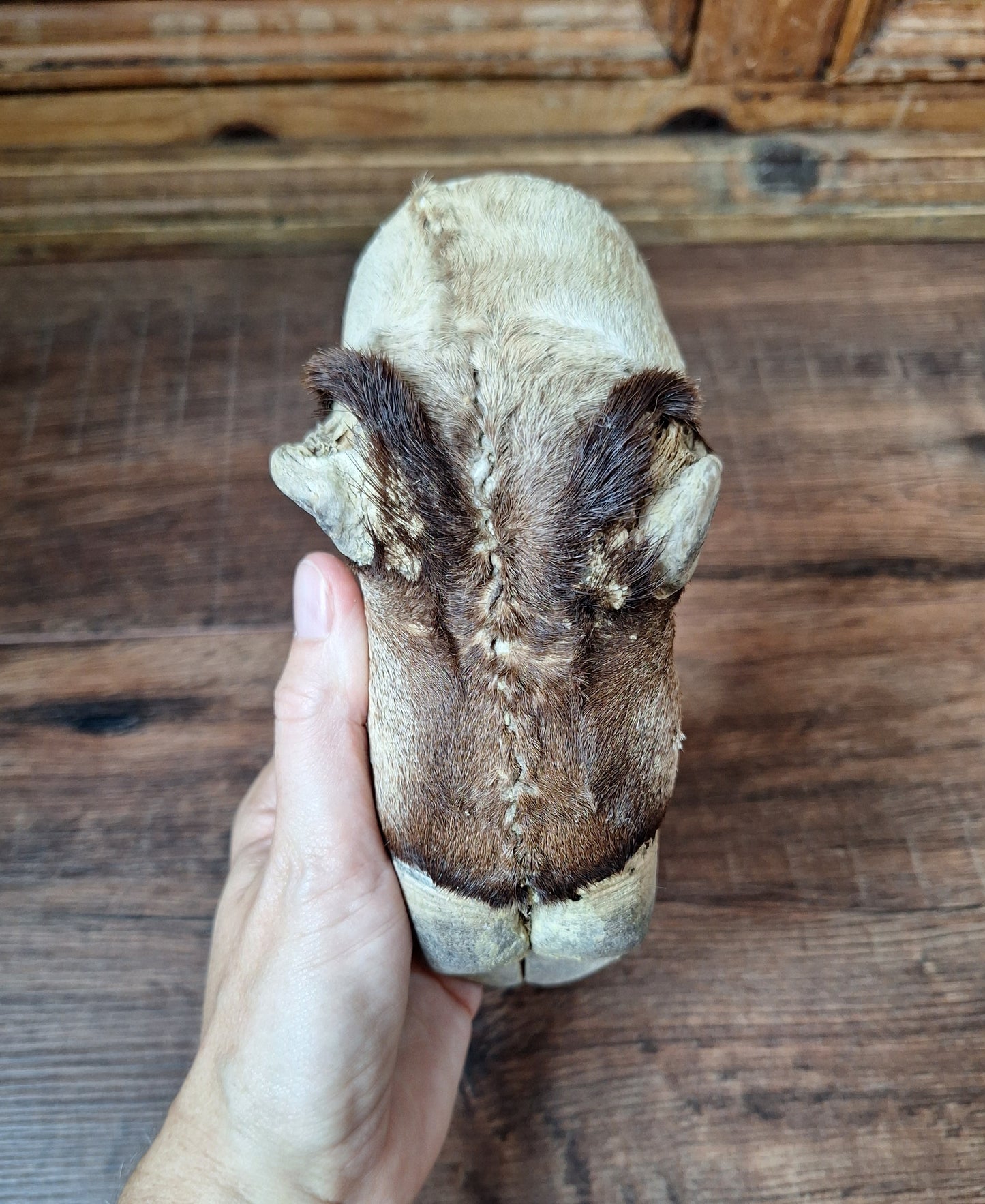 Vintage gemsbok foot