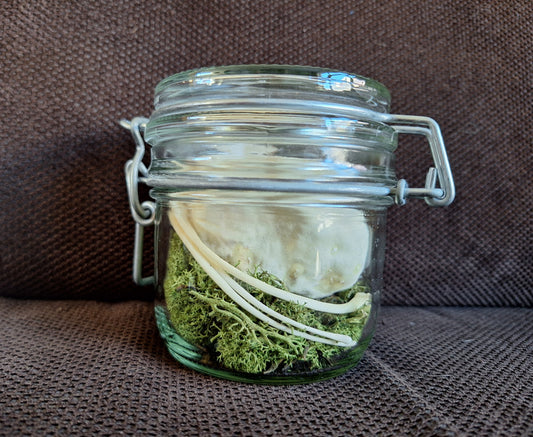 Snake set in glass jar