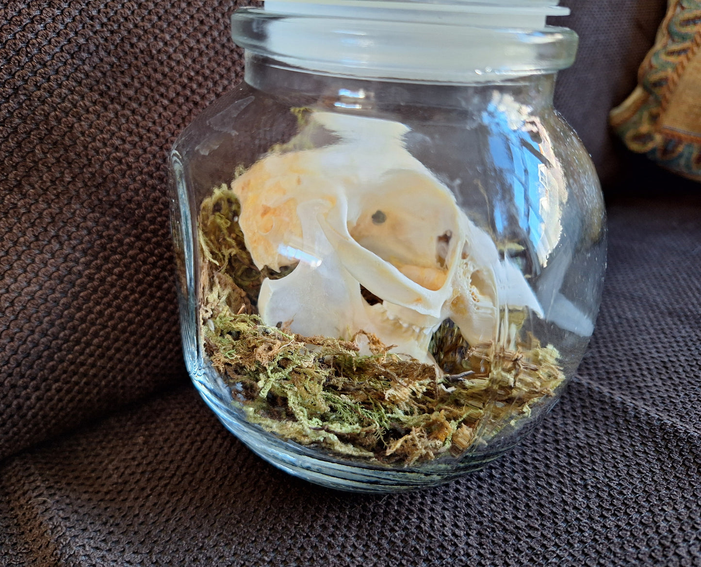 Rabbit skull in glass jar