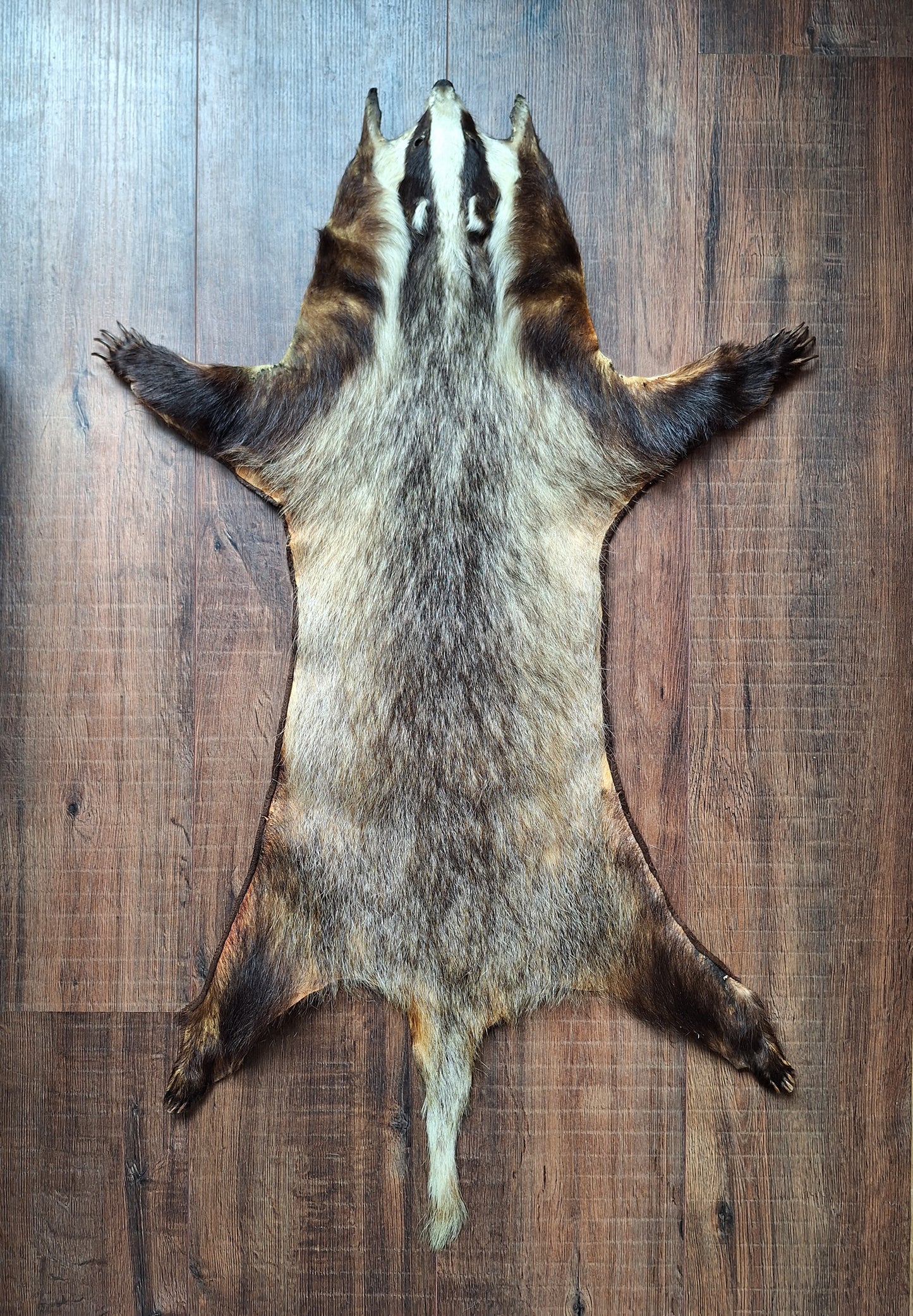 Badger hide #7